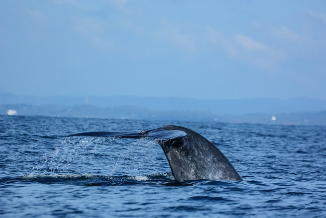 Whale Watching tour in Sri Lanka