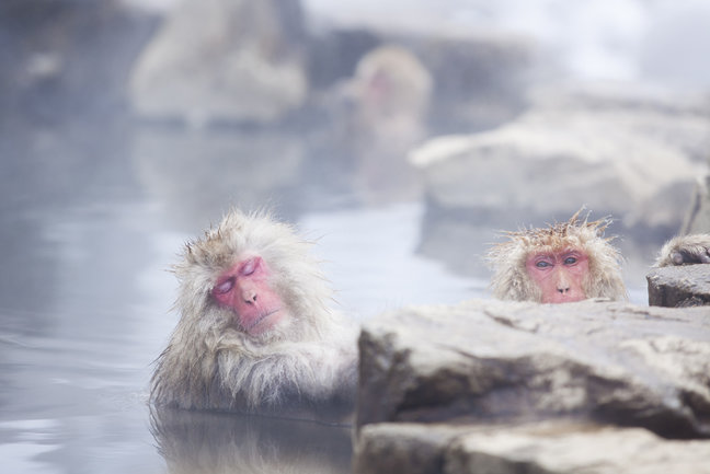 Japan Onsen and  Snow Monkeys 