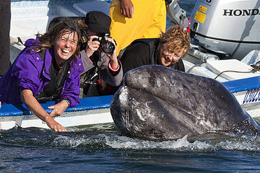 Naturetrek clients with a Grey Whale calf, Baja, Mexico