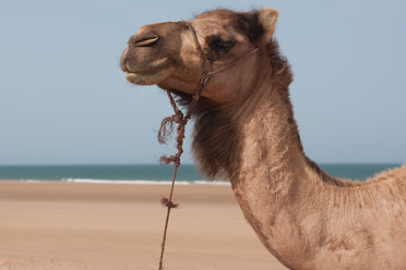 Get Morocco advice straight from the camel's mouth