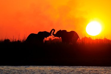 Tanzania safaris wild elephants at sunset