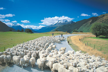 independent touring holidays in New Zealand offer unique experiences