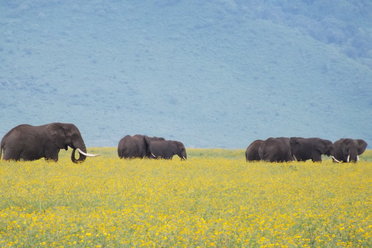 Tanzania offers a range of excellent safari options!