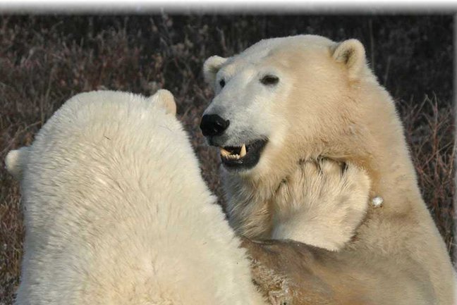 Budget Polar Bear safari in Churchill