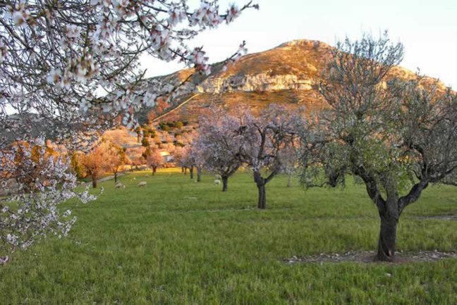 Almond groves near Sos Ferres