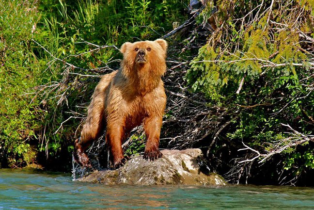 Bespoke Alaska wildlife tour with grizzly bear safari at brooks falls