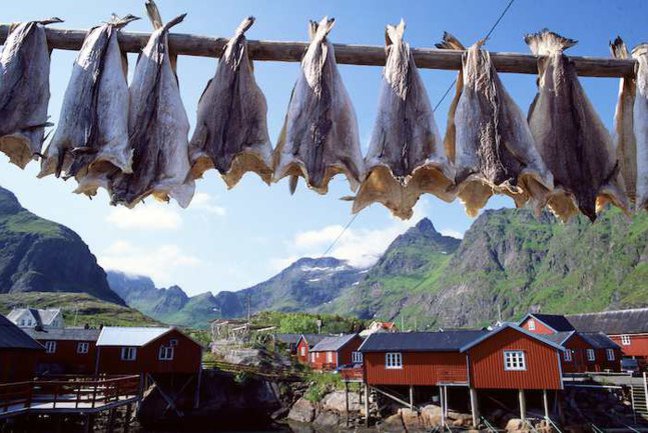 Drying fish at the Lofotens © Rolf M. Sorensen