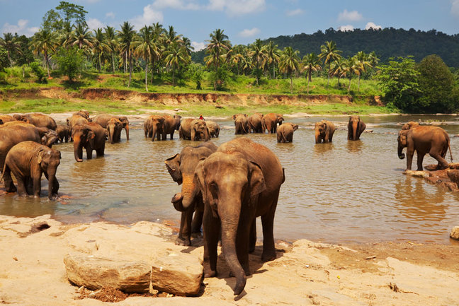 Sri Lankan Wildlife -TransIndus