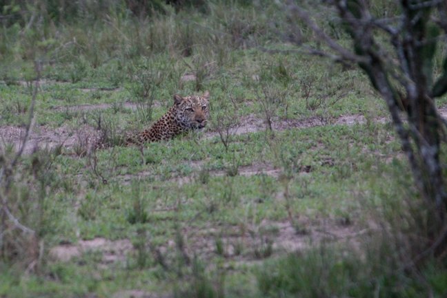 leopard Queen Elizabeth national park Uganda