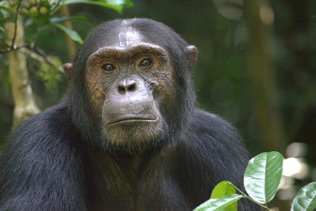 Chimp and Gorilla treks Kyaninga