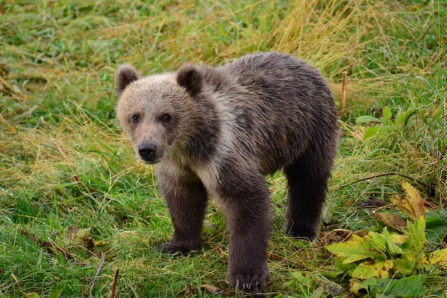 Grizzly Bear Safari Alaska