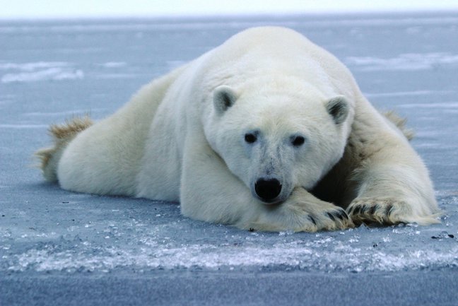Polar Bear safari in a remote Arctic community.