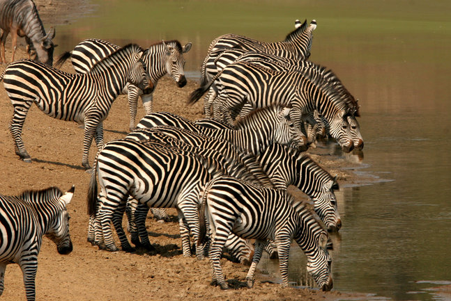 Botswana, Zimbabwe and Namibia small group safari
