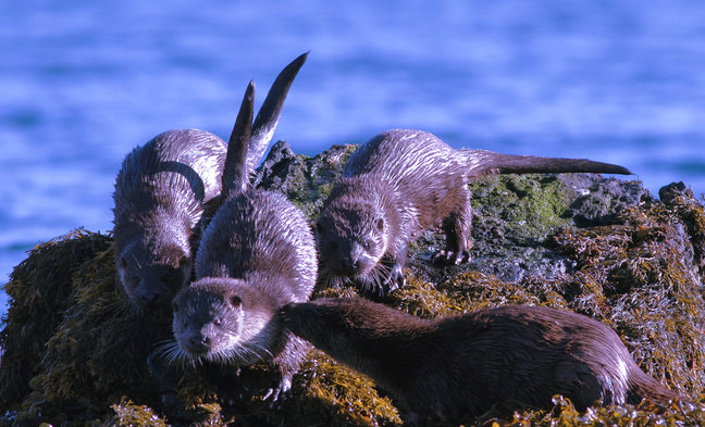 North Uist is a haven for wildlife enthusiasts