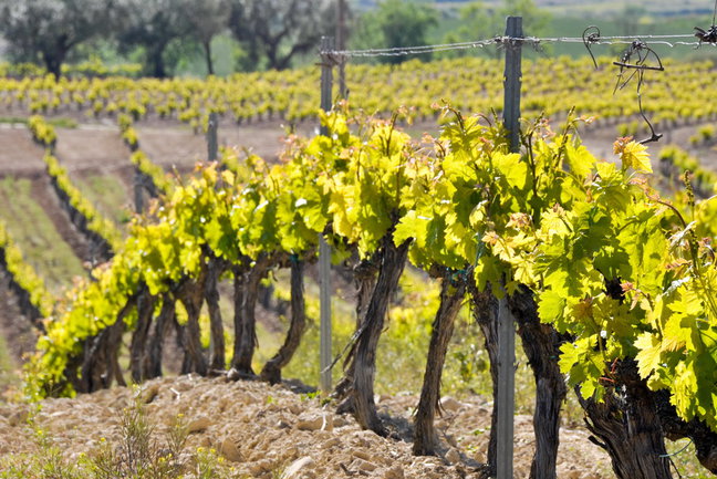 IC3 Wine & Castles of Spain