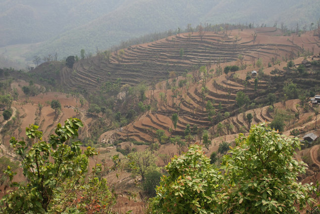 Hillside terraces near Bandipur, Nepal. Image by P Morgan
