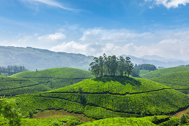 Trek Kerala 