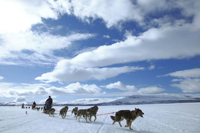 Harriniva - 5 day Husky Safari