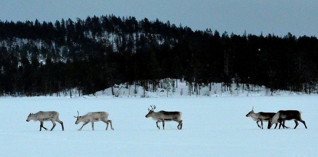 Reindeer, Nellim
Credit: Jonathan and Anne Fligelstone
