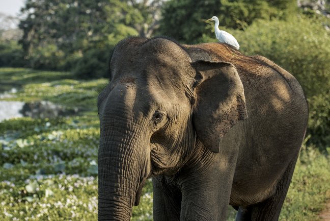 Wild Sri Lanka