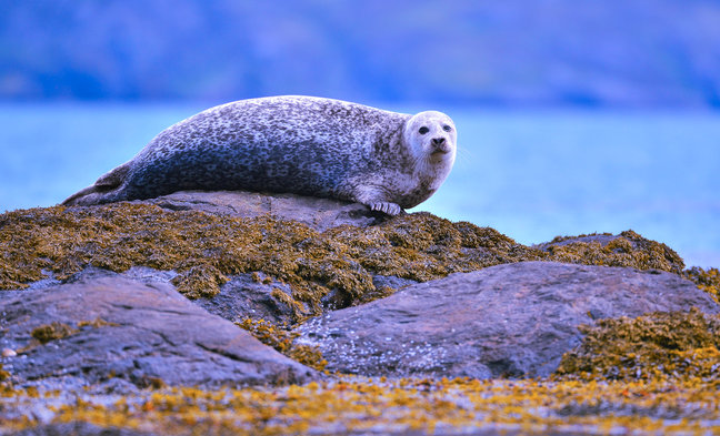 Common seal on Mull