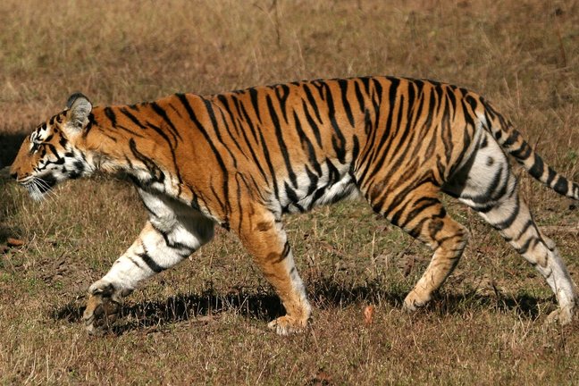 Kanha tiger safari