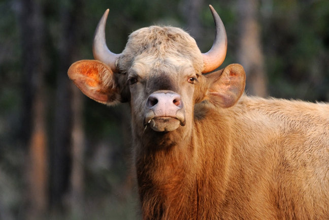 Kanha gaur Indian bison
