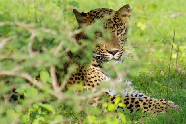 Yala leopard safari