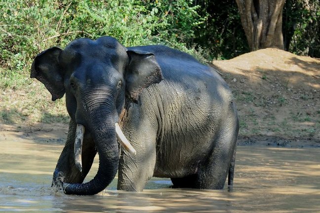 Sri Lanka elephant safari Yala and Wilpattu