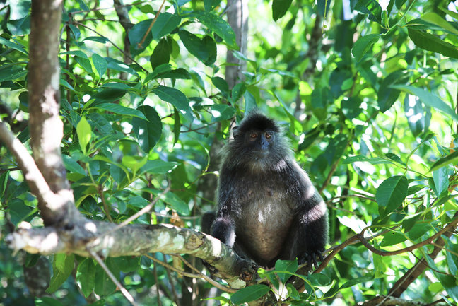 Monkey at Sukau Rainforest Lodge, Sabah, Malaysia