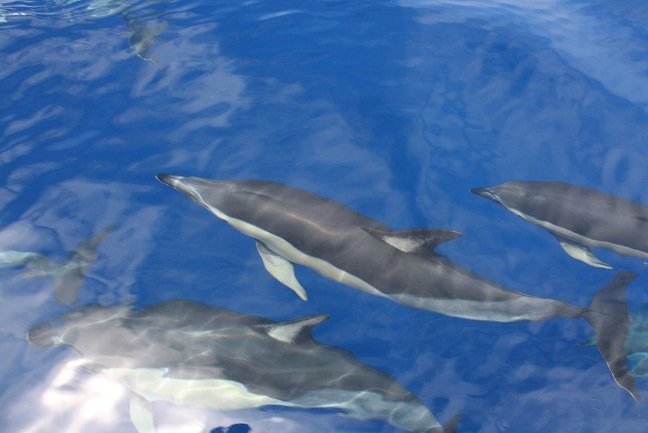 Dolphin Swimming  in the Azores