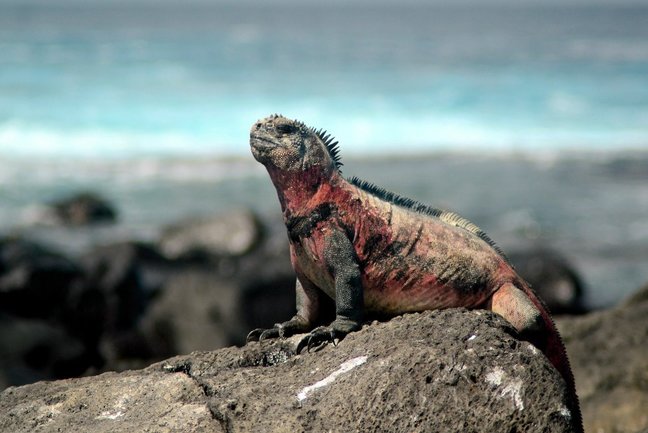 Marine iguana, Galapagos 