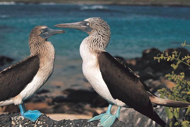 Blue footed boobies, Galapagos 