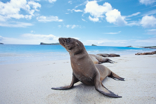 Sea lion, Galapagos 