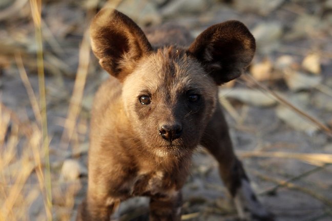 See African Wild Dogs in Selous, Southern Tanzania
