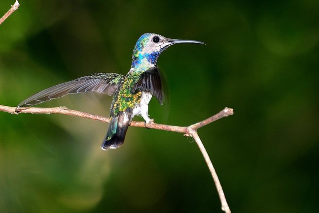 Inca Heartland & Amazon Lodge