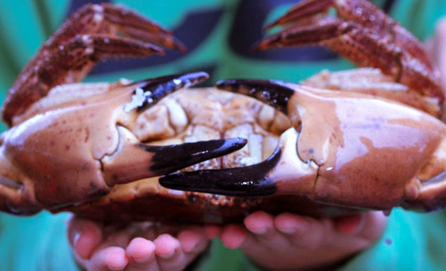 Wild Atlantic Way Food Trail