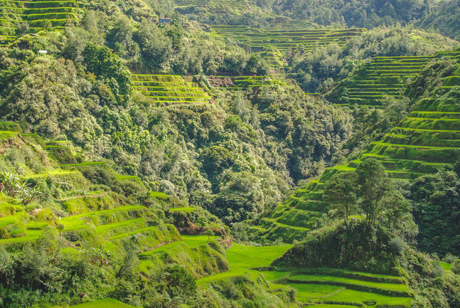 Rice terraces of Batad