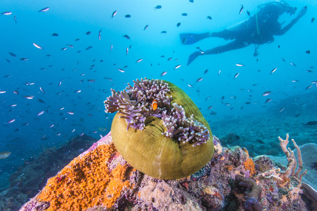 Diving the Coral Triangle