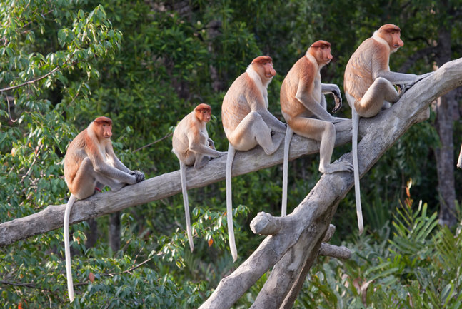 Family Wildlife Adventure