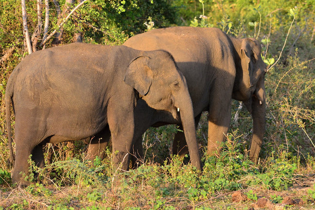 A Tour of Southern Sri Lanka