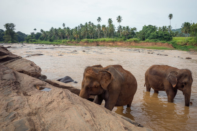 Pinnawela Elephant Sanctuaty, Kandy, Sri Lanka
