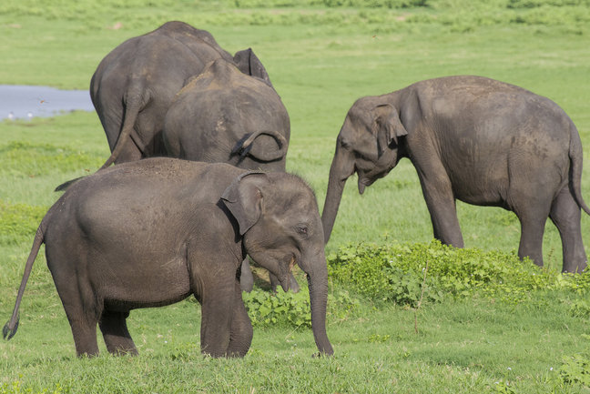 Wildlife safari in Sri Lanka, elephants in Minneriya National Park