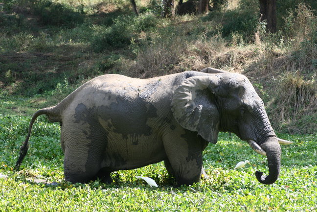 Tailor-made Zambia Safari