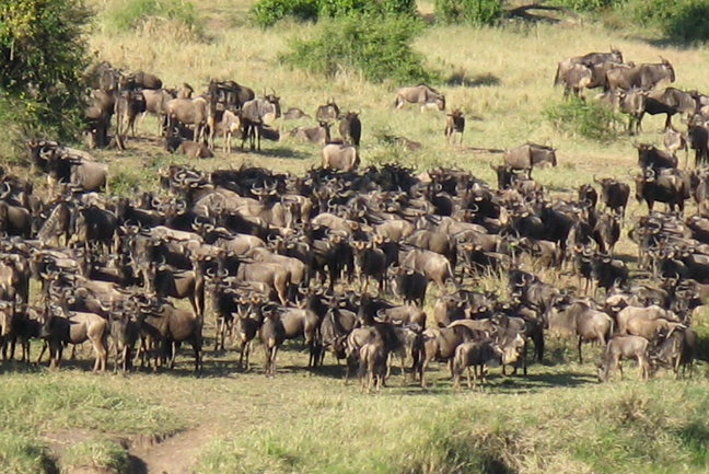 Tailor-made Kenya Safari