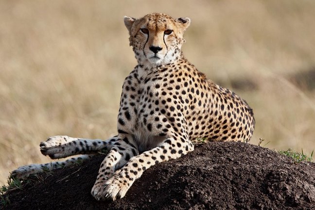 Big 5 small group Kenya Safari. Photo of a Cheetah