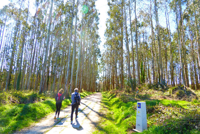 Camino de Santiago