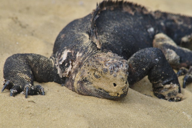 Galapagos, Ecuador & Peru