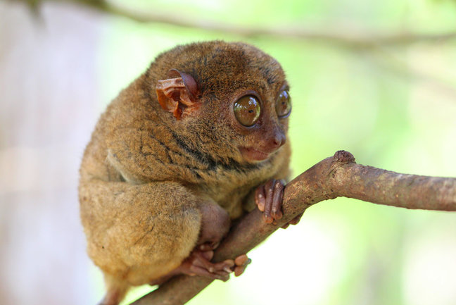 tarsier sitting on a tree, Bohol island, Philippines