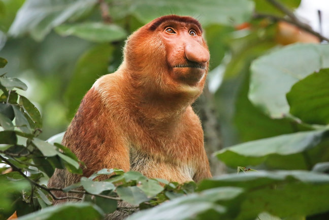 A highly Endangered Proboscis Monkey (Nasalis larvatus) in the wild jungles of Borneo.